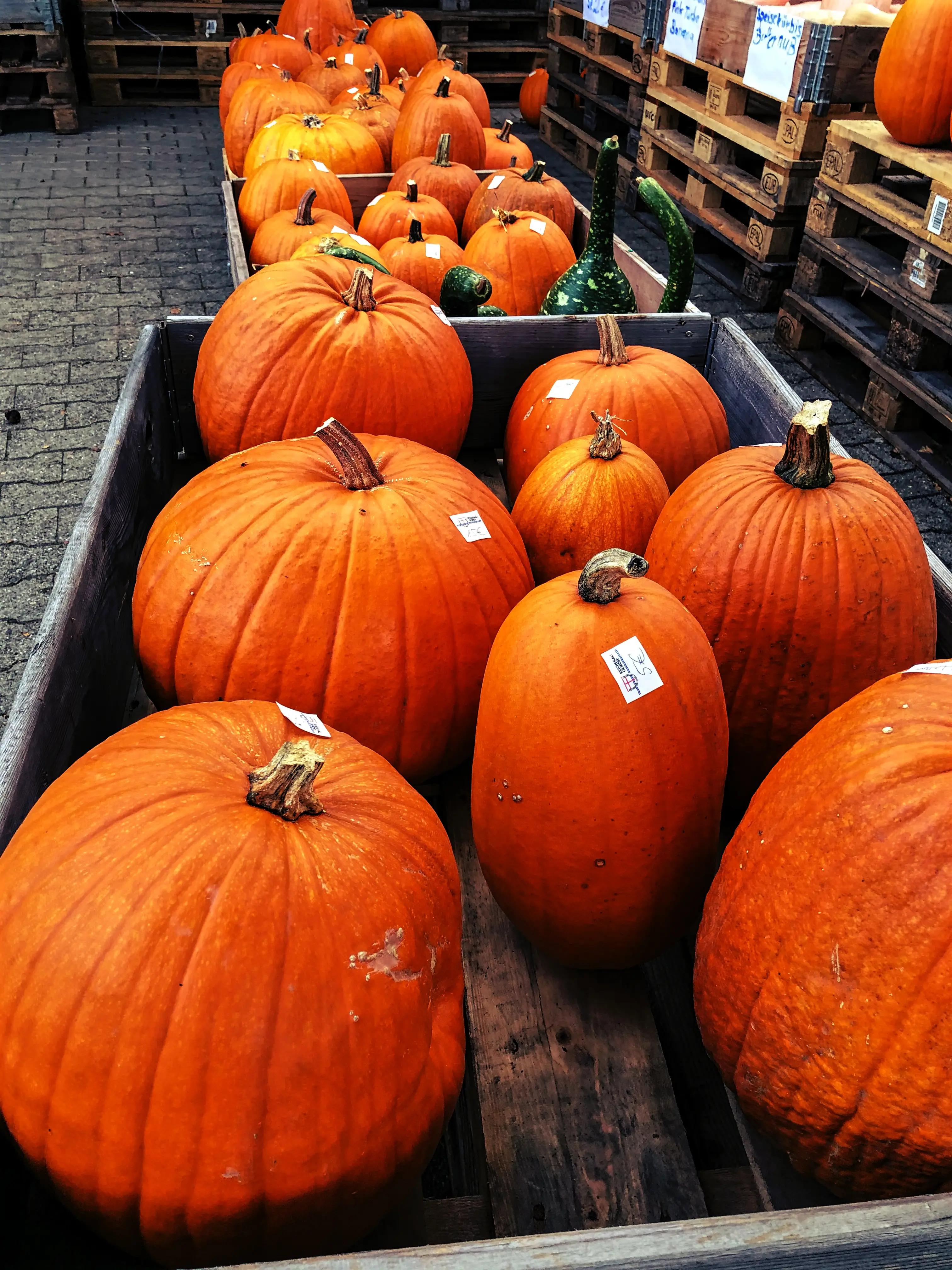 Im Herbst haben Kürbisse natürlich Hochsaison, auch auf der Reichenau gibt es viele Verkaufsstände.