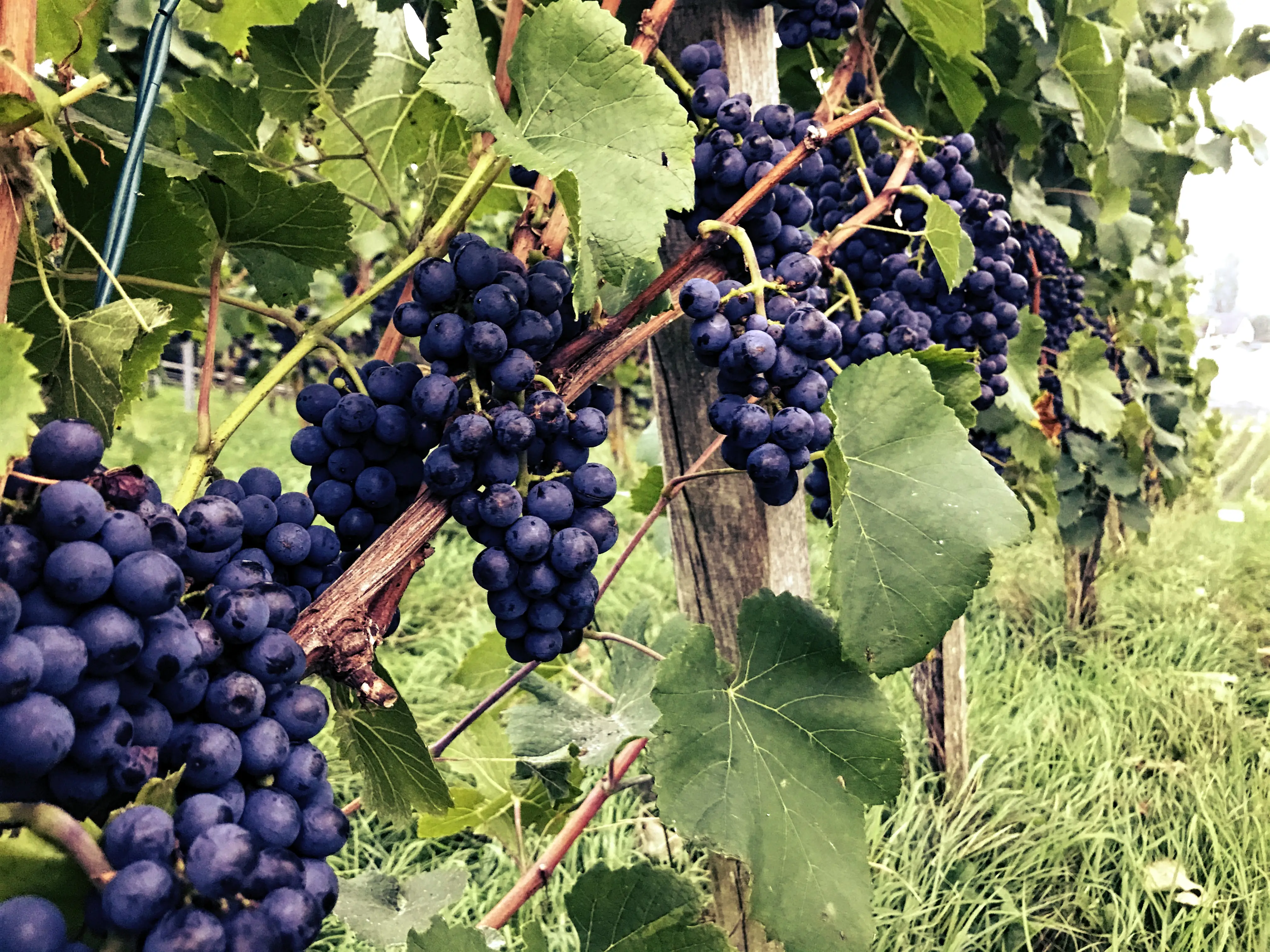 Der Weinanbau auf der Gemüseinsel Reichenau ist, wie in der ganzen Bodenseeregion, charakteristisch.