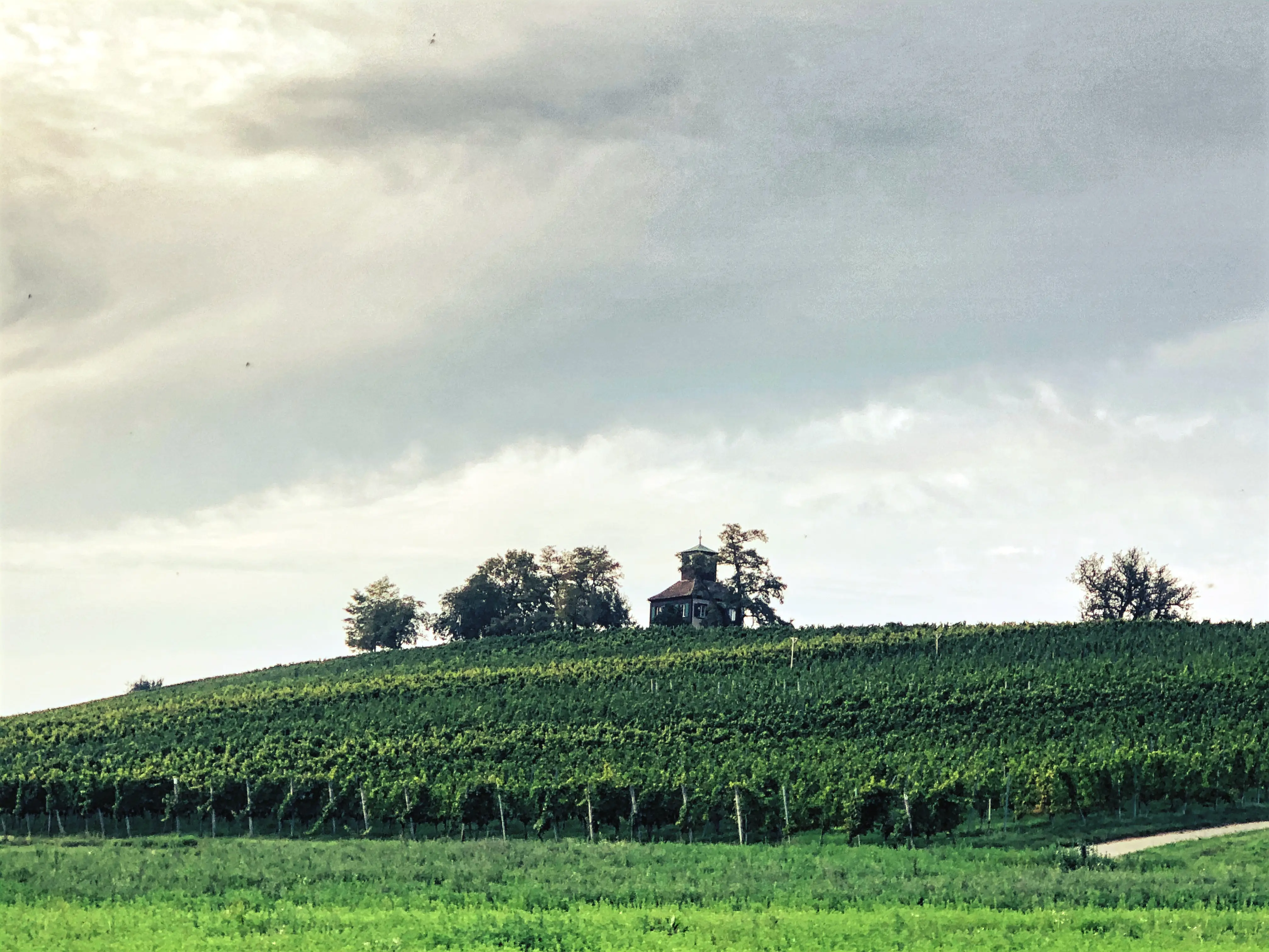 Auch Weinanbau ist auf der Insel Reichenau zuhause und typisch für die gesamte Bodenseeregion.