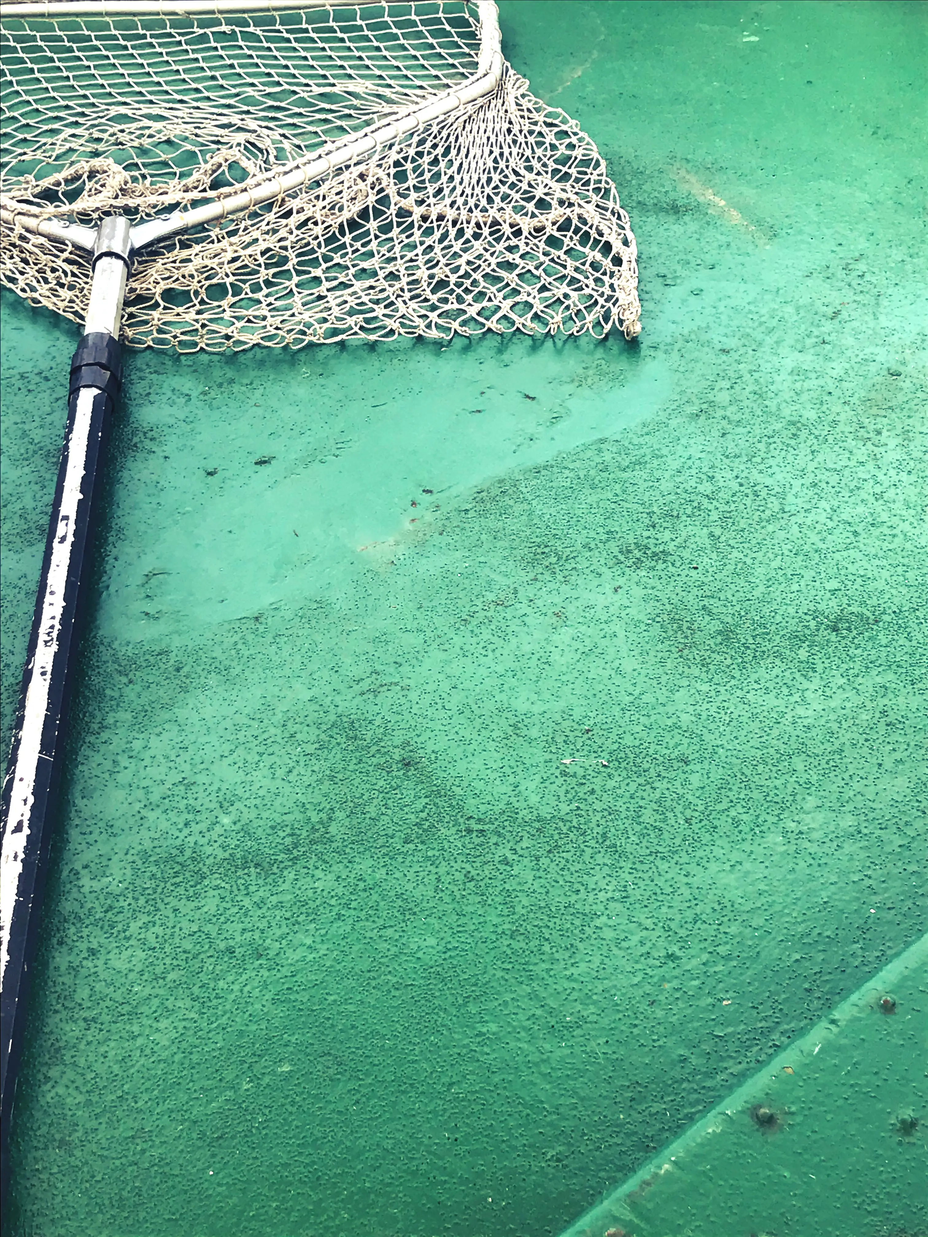 Zwar haben die Localsbodensee keinen Fisch aus dem Bodensee geholt, konnten aber einige Wasservögel entdecken.