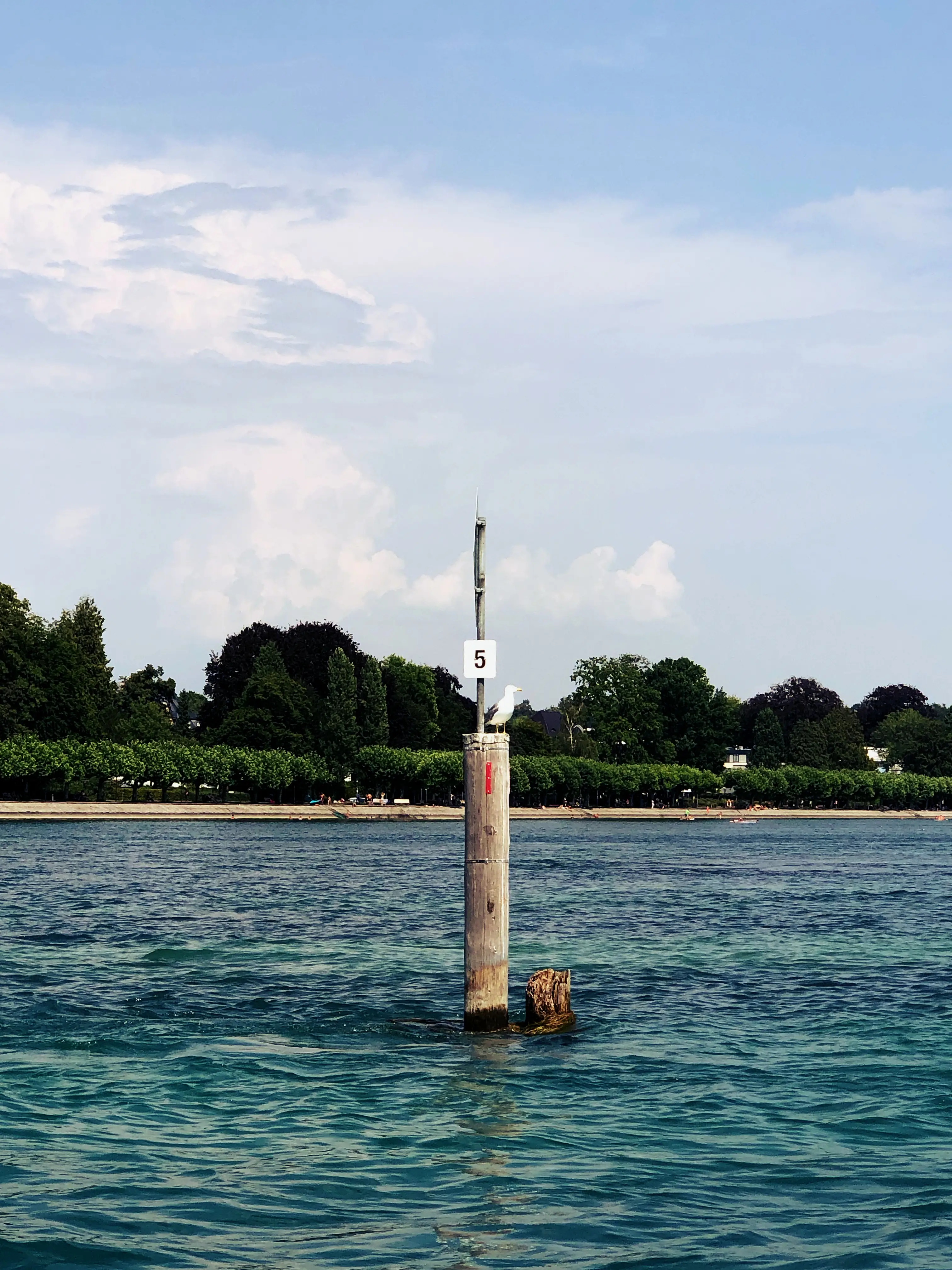 Möwen sind am Bodensee allgegenwärtig und begleiten die Ausflugsschiffe bei einigen Trips.