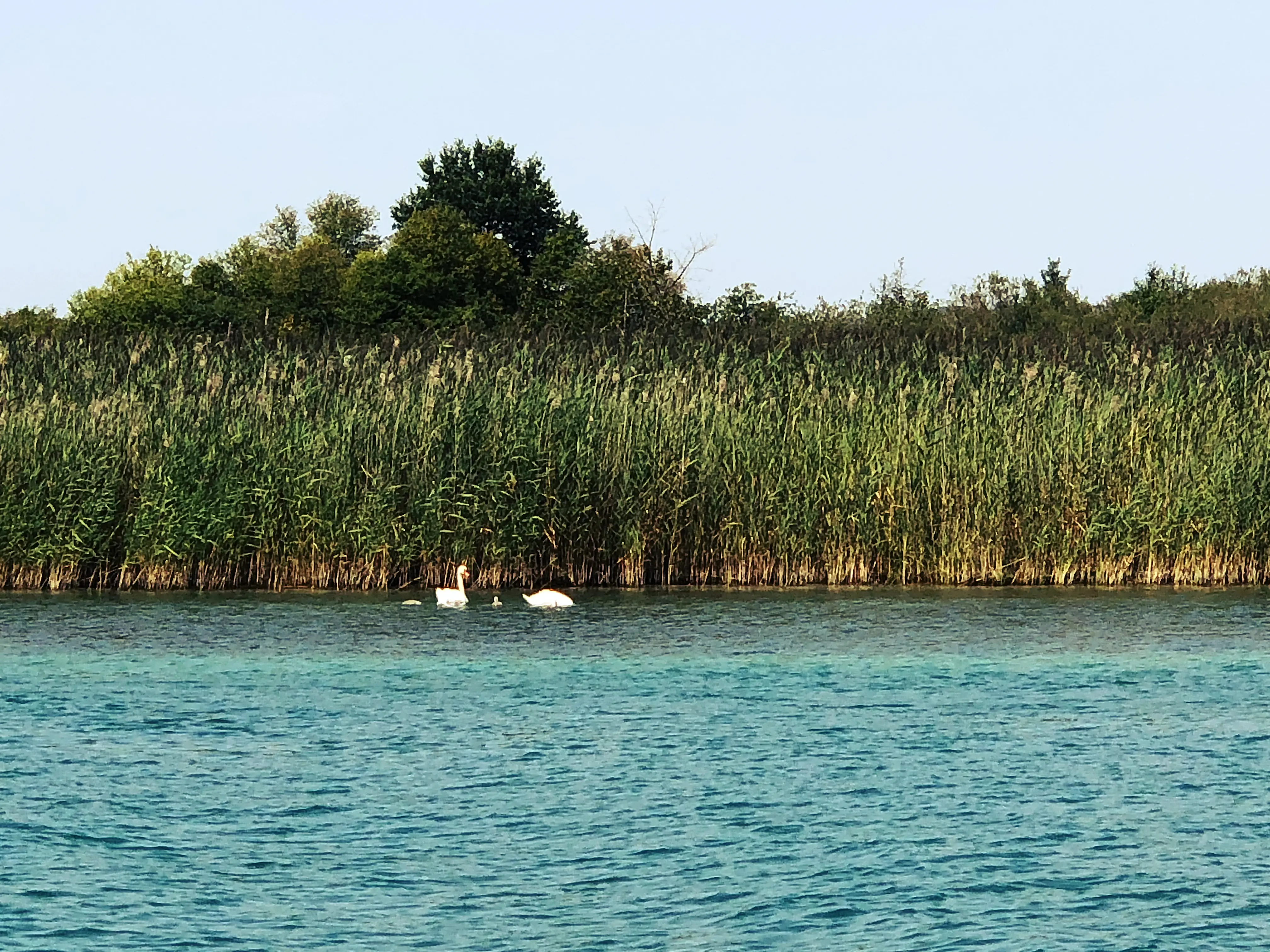 Auch Schwäne fühlen sich im Wollmatinger Ried am Bodenseeufer pudelwohl.