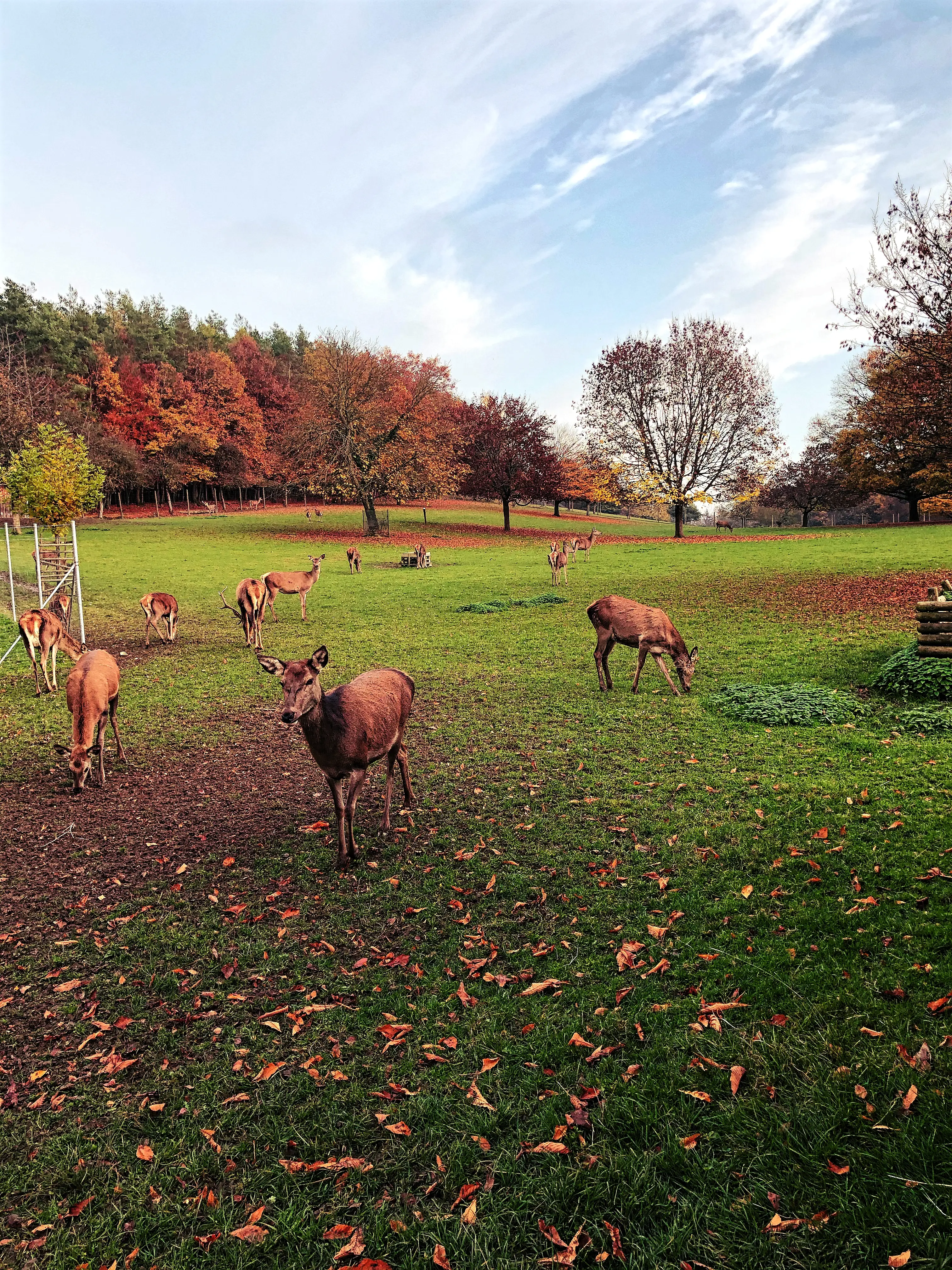 Das Rotwild im Park hat ein riesiges und weitläufiges Gelände, auf dem sie sich ausbreiten können.