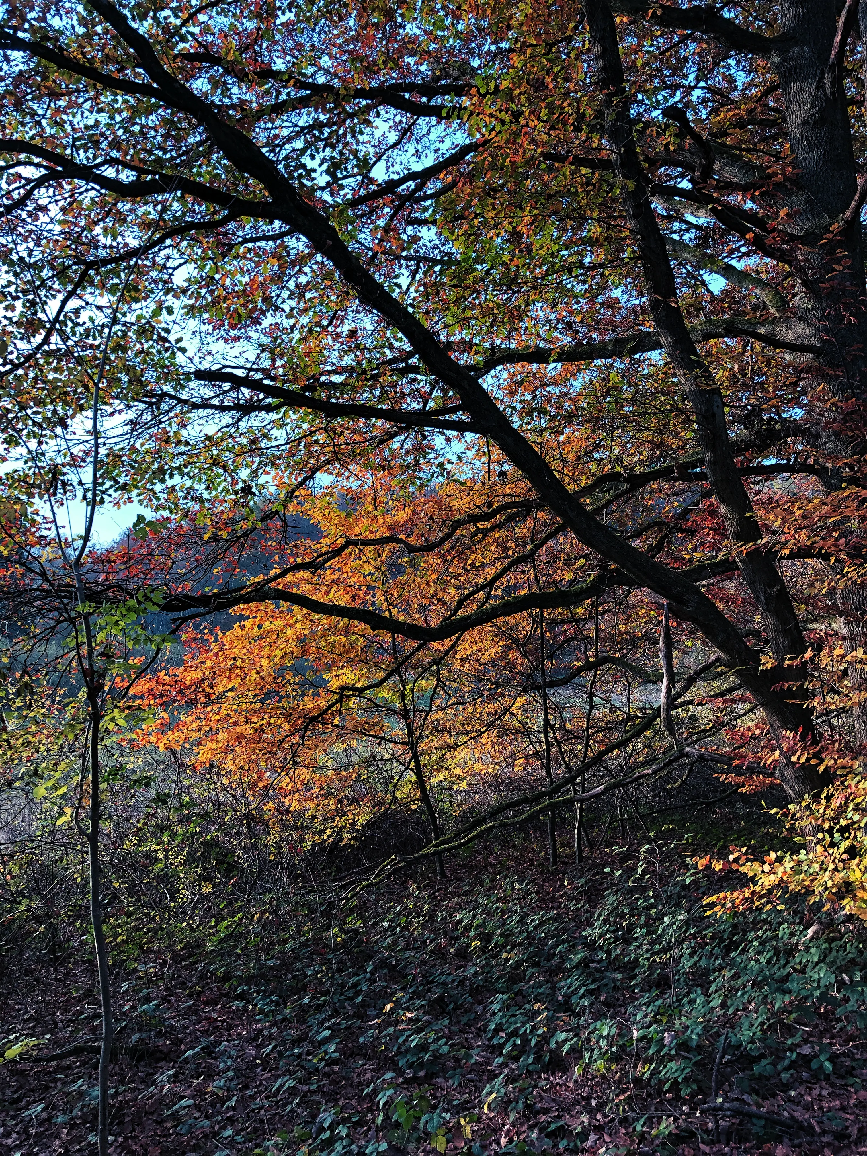Das Laub des Mischwaldes zwischen Allensbach und Markelfingen verfärbt sich im Herbst wunderschön.