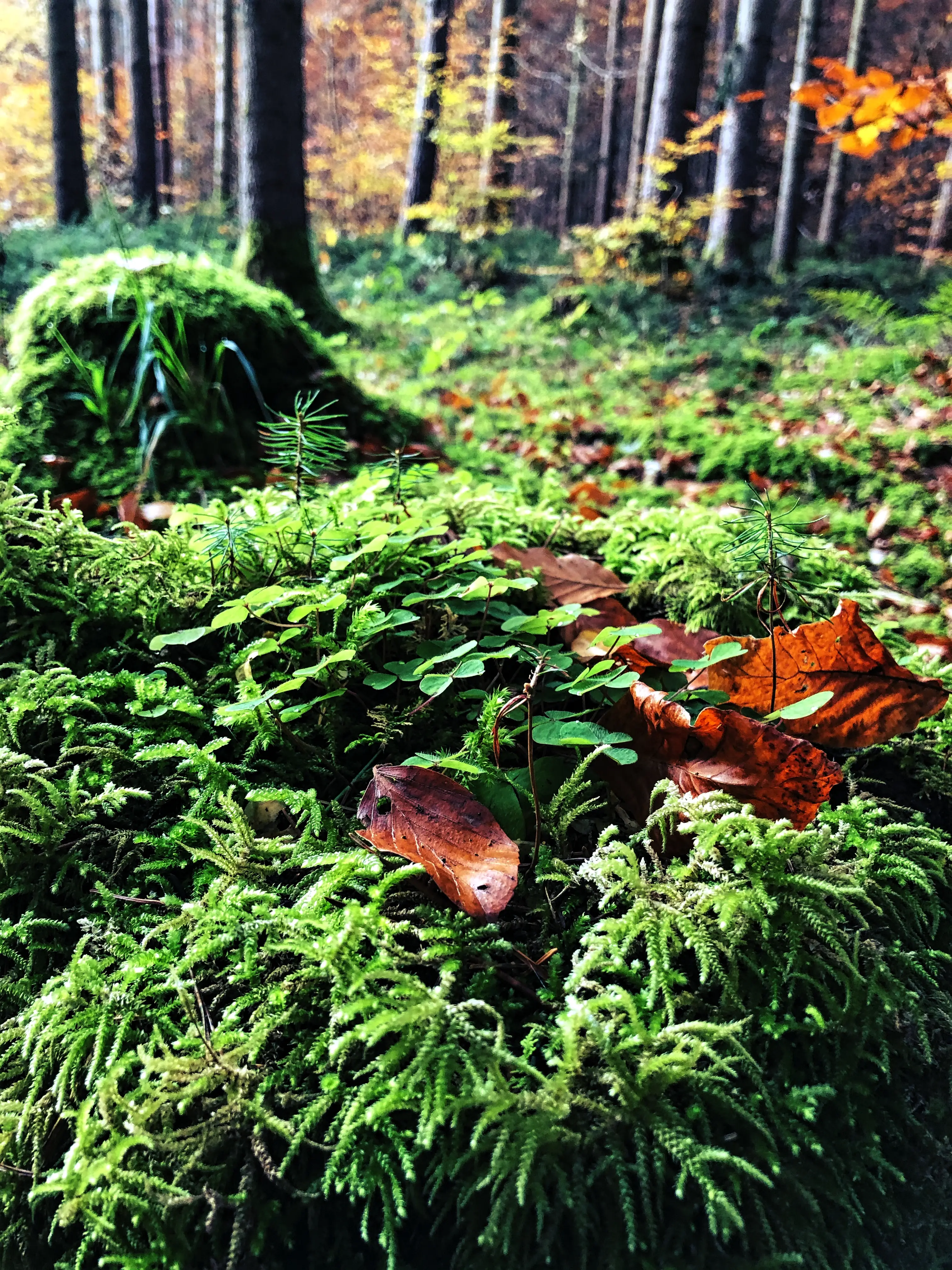 Sattes Moos und grüne Farben im Wald am Bodensee tragen zur Entspannung und Ruhe bei.