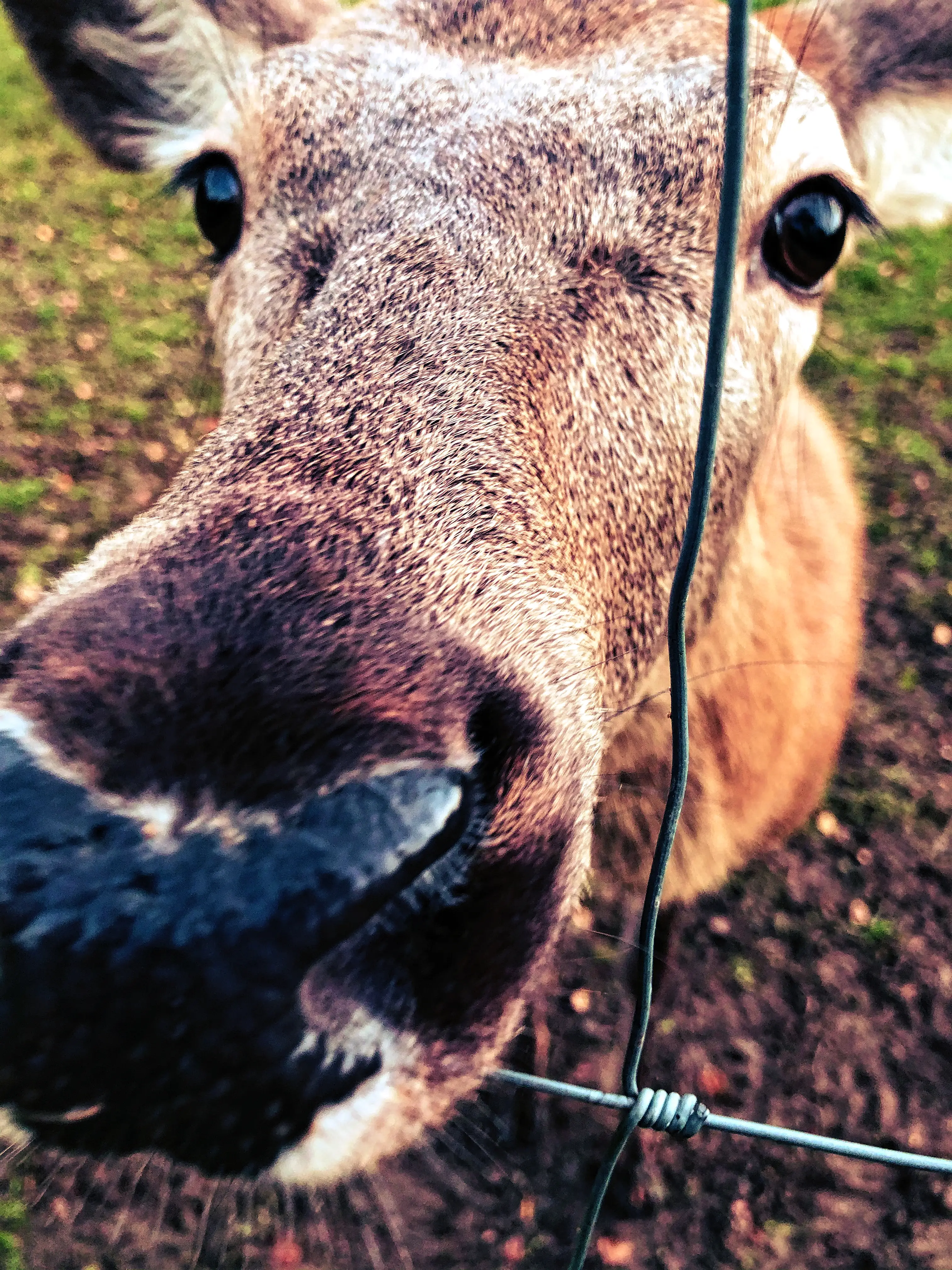 Die neugierigen Rehe im Wildpark am Bodensee sind sehr zutraulich und lassen sich auch gerne streicheln.