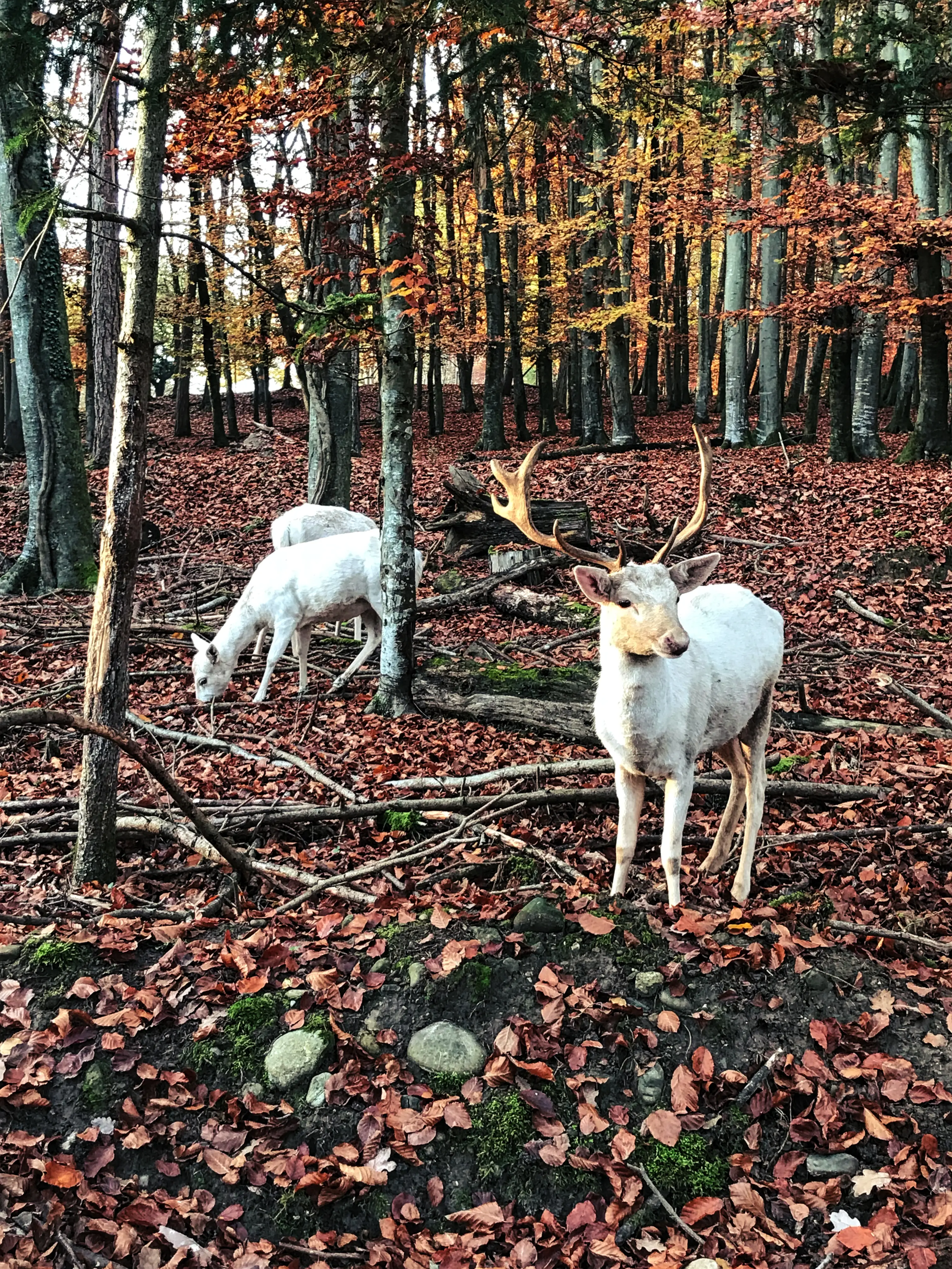 Die ersten Waldbewohner erwarten einen schon einige Minuten bevor man am Wildpark Markelfingen ankommt.