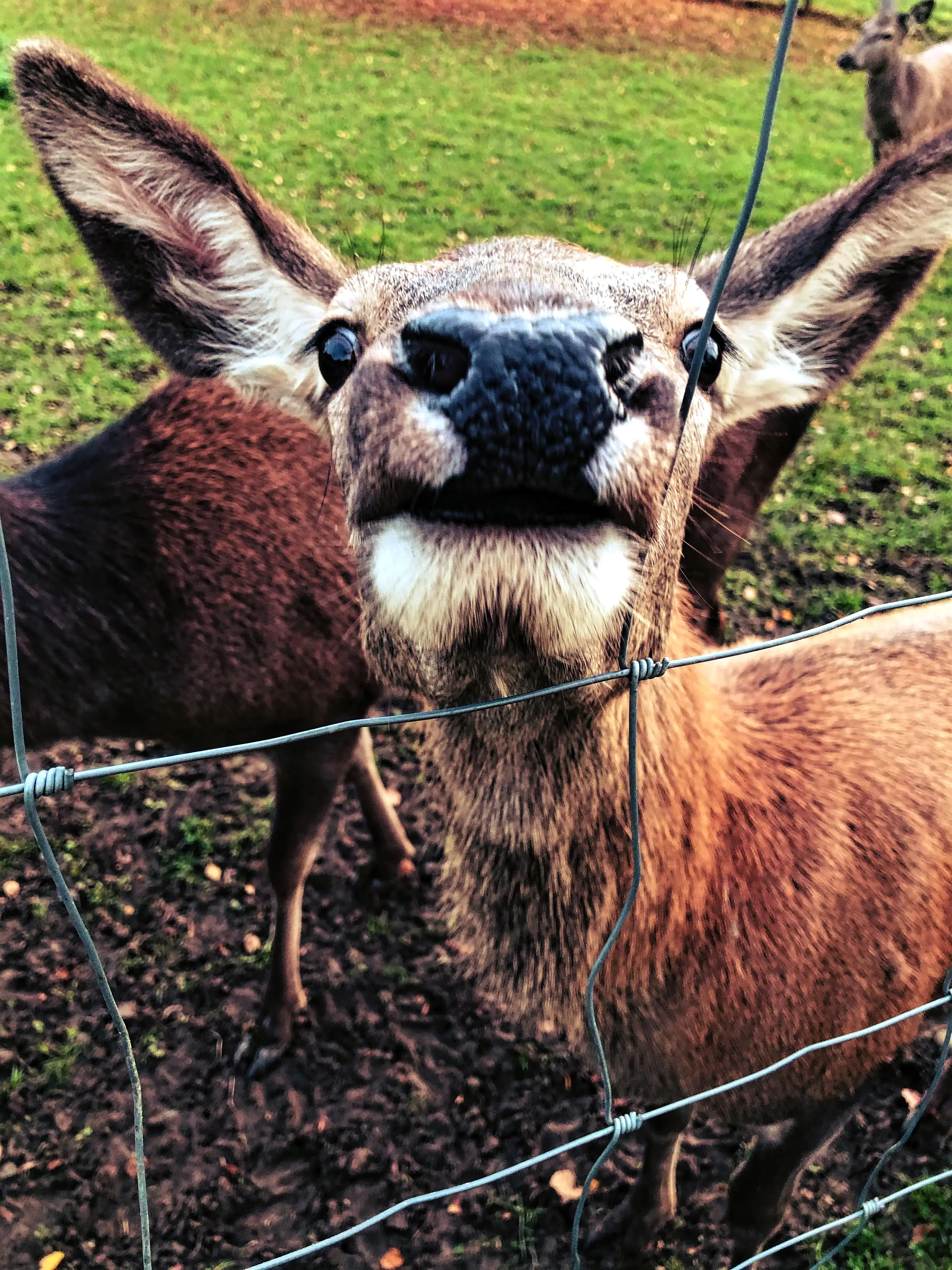Vorallem das Rotwild kommt im Wildpark Markelfingen nahe zu den Zaunbesuchern und hoffen auf Futter.