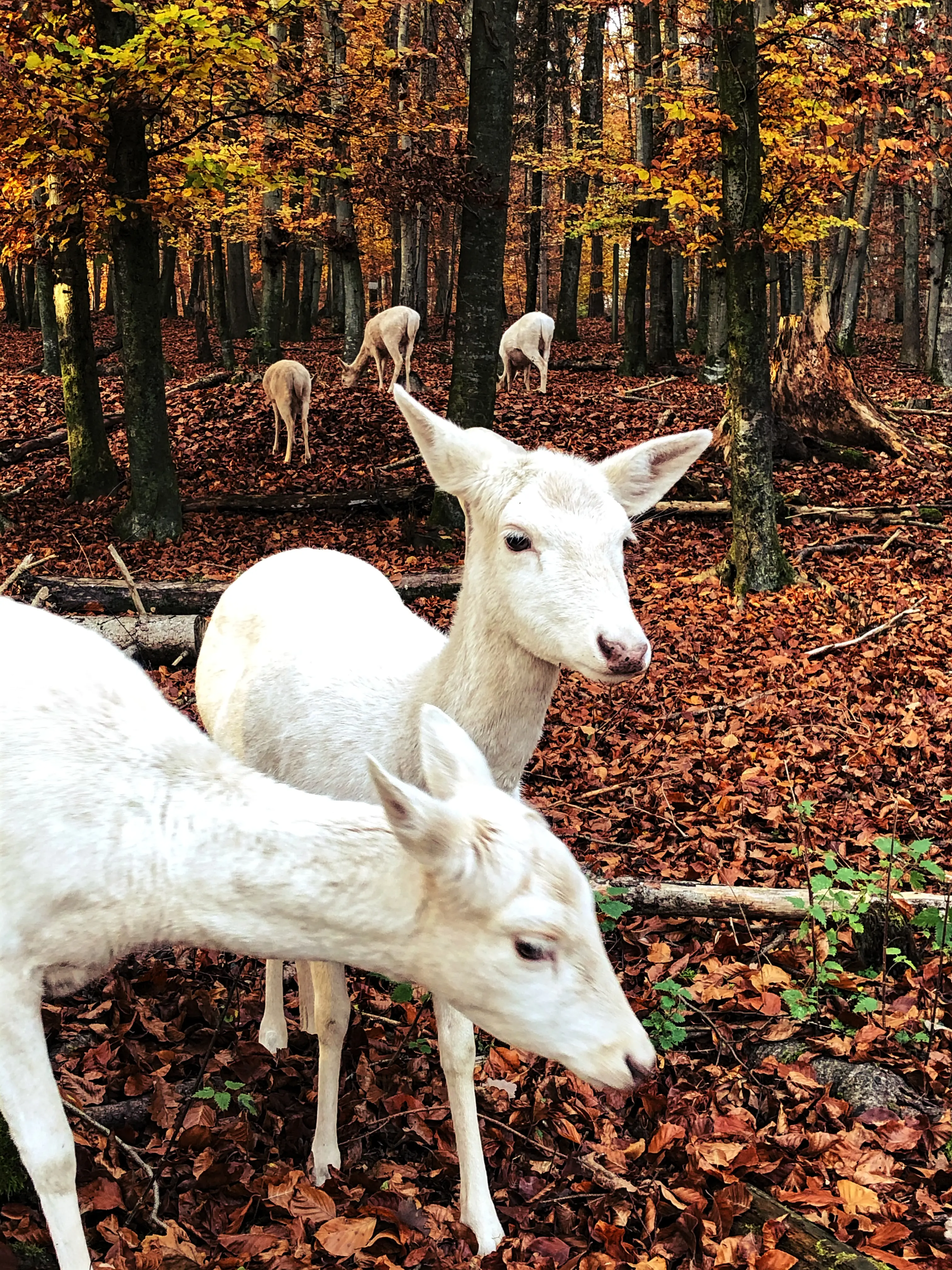 Die ersten Tiere, die man entdecken kann, sind weiße Rehe und Hirsche im Gelände des Wildpark Markelfingen am Bodensee.