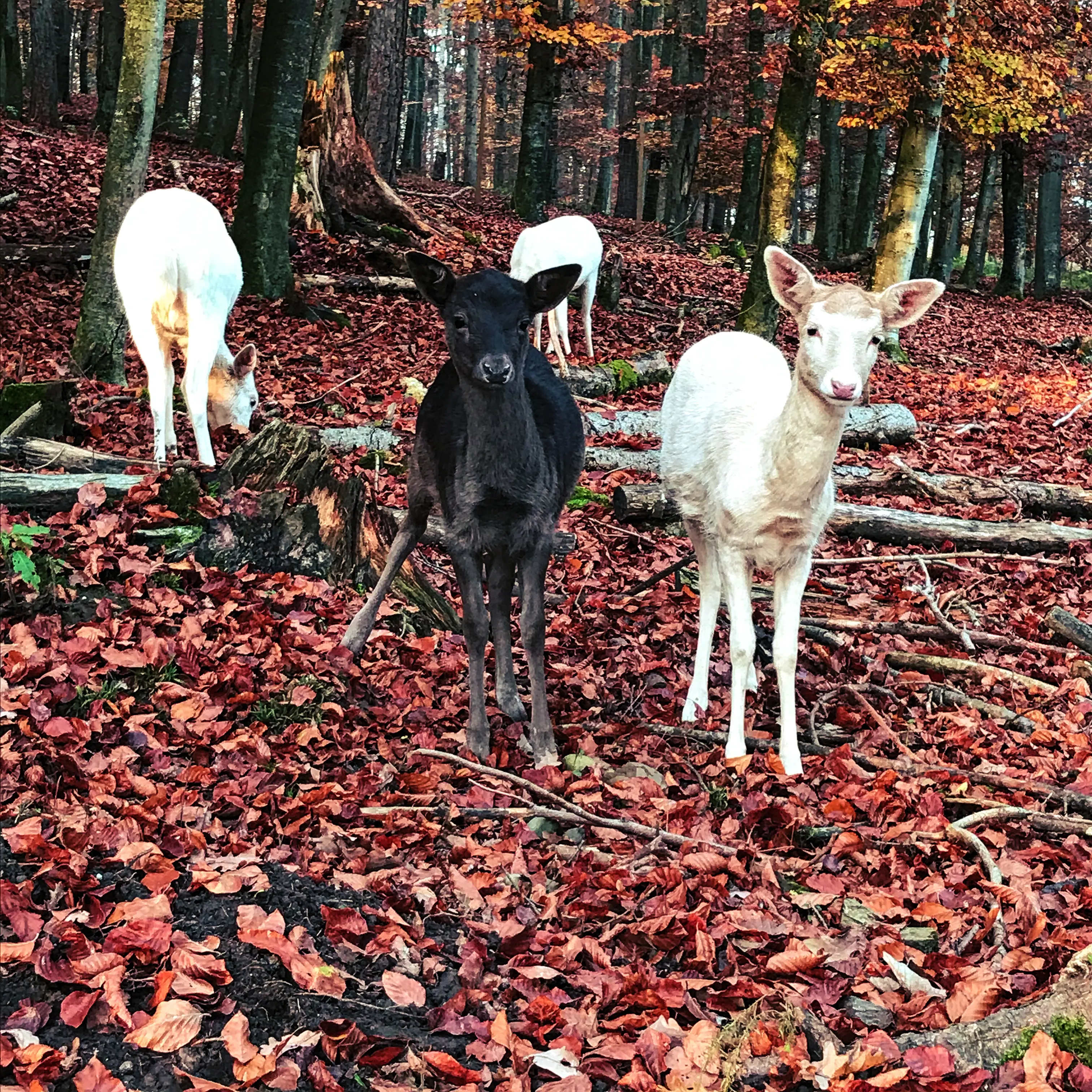 Im Wildpark Markelfingen trifft man auf braune und weiße Rehe.