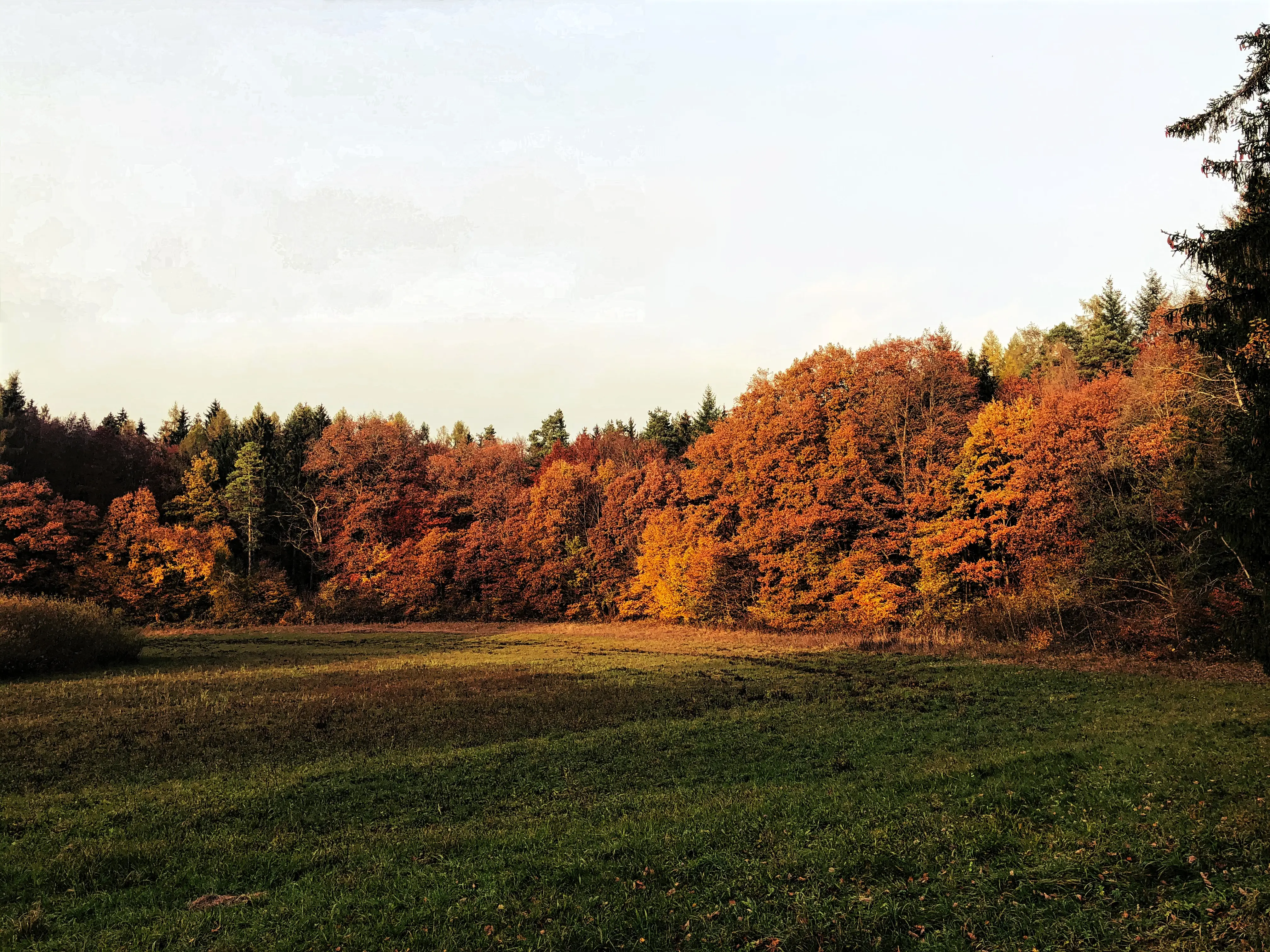 Gerade im Herbst färbt sich das Laub des Waldes bei Allensbach in schönste Farbtöne.