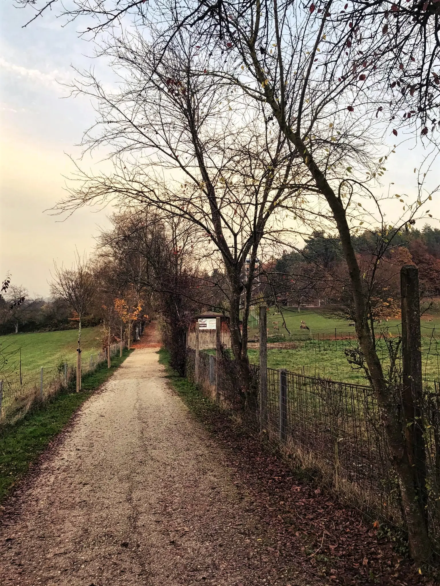Schon auf dem Weg zum Eingang des Wildparks am Bodensee gibt es einige Tiere zu sehen.