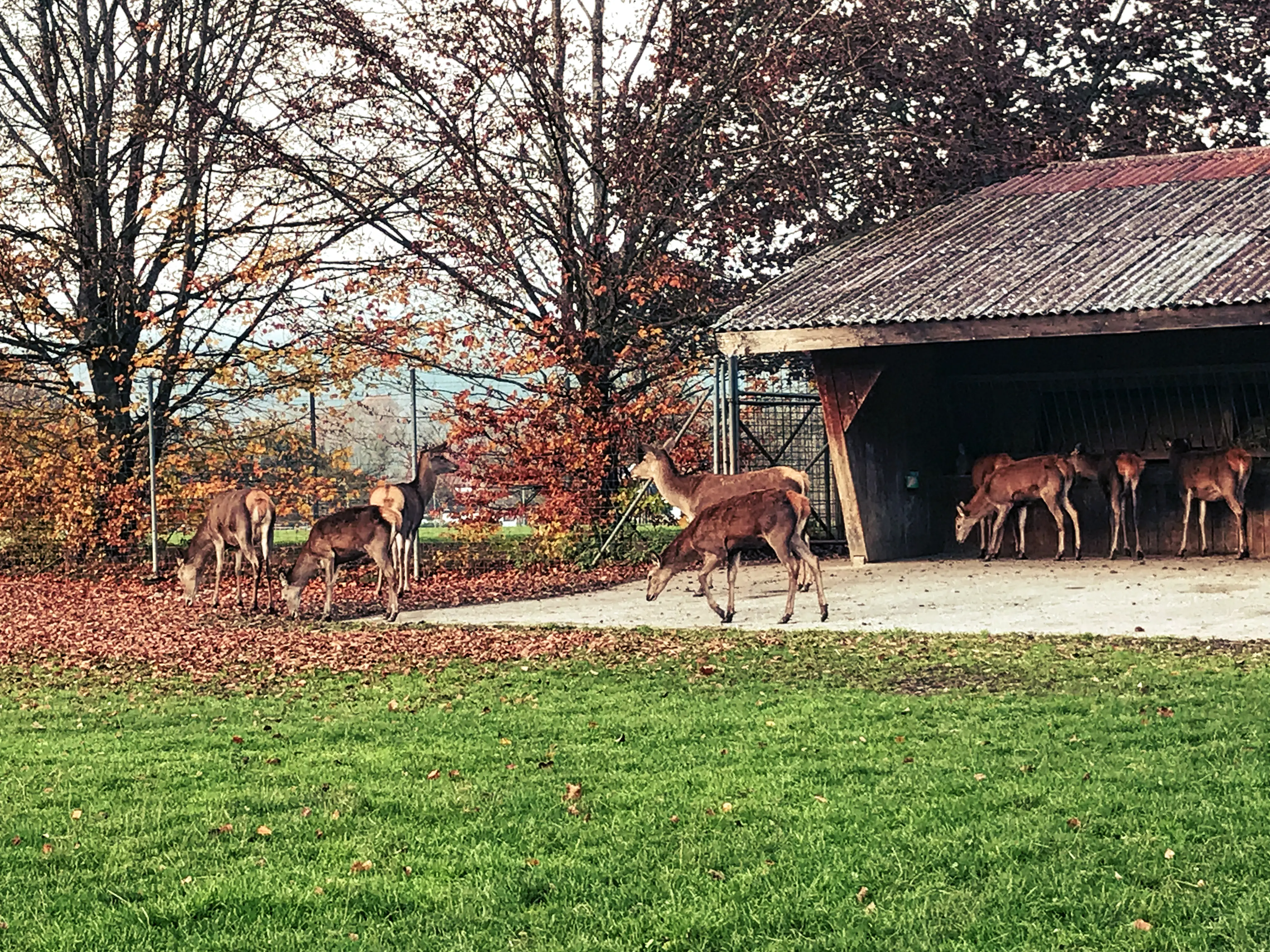 Die Tiere im Wildpark Markelfingen sind gut vor Wind und Wetter geschützt.