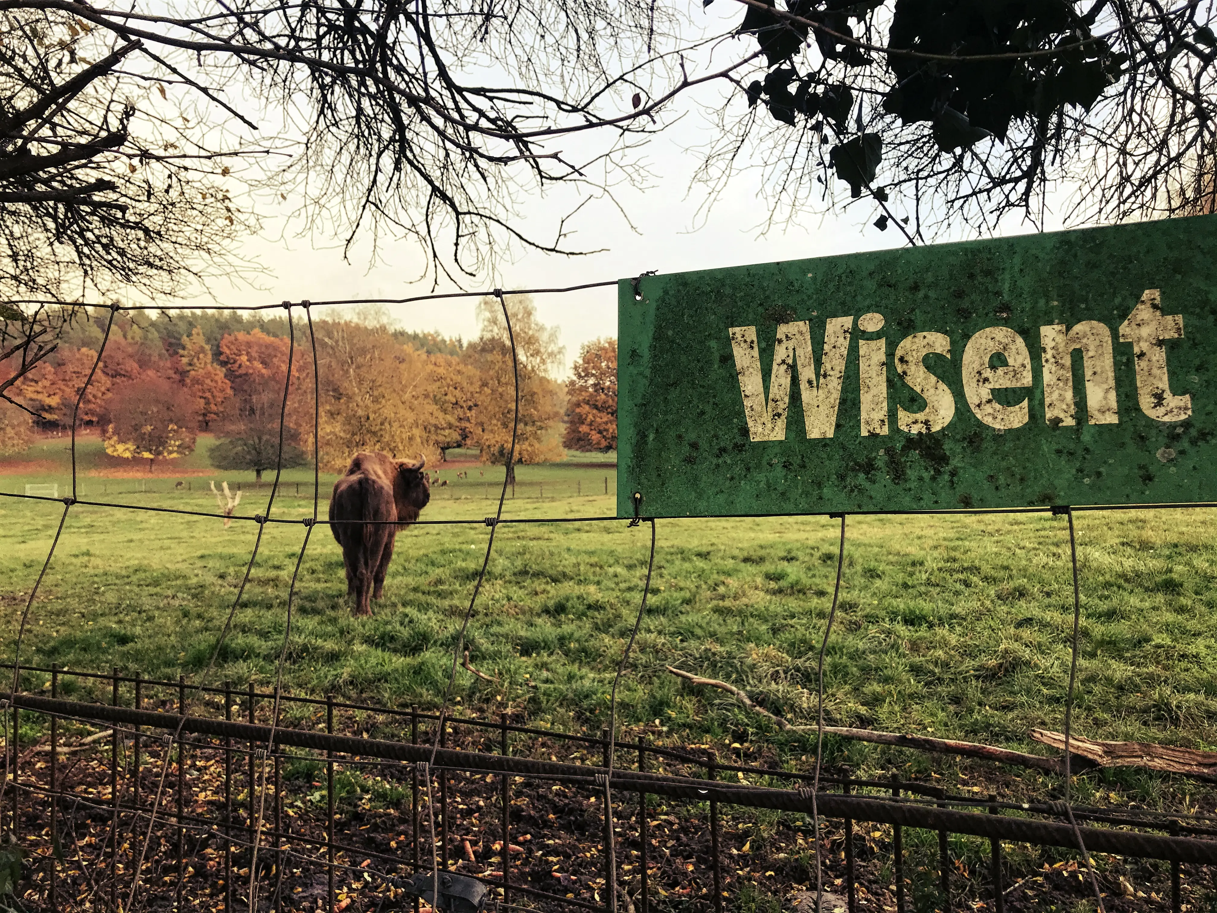 Neben den Rotwild sind auch Wisents im Wildpark Markelfingen beheimatet.