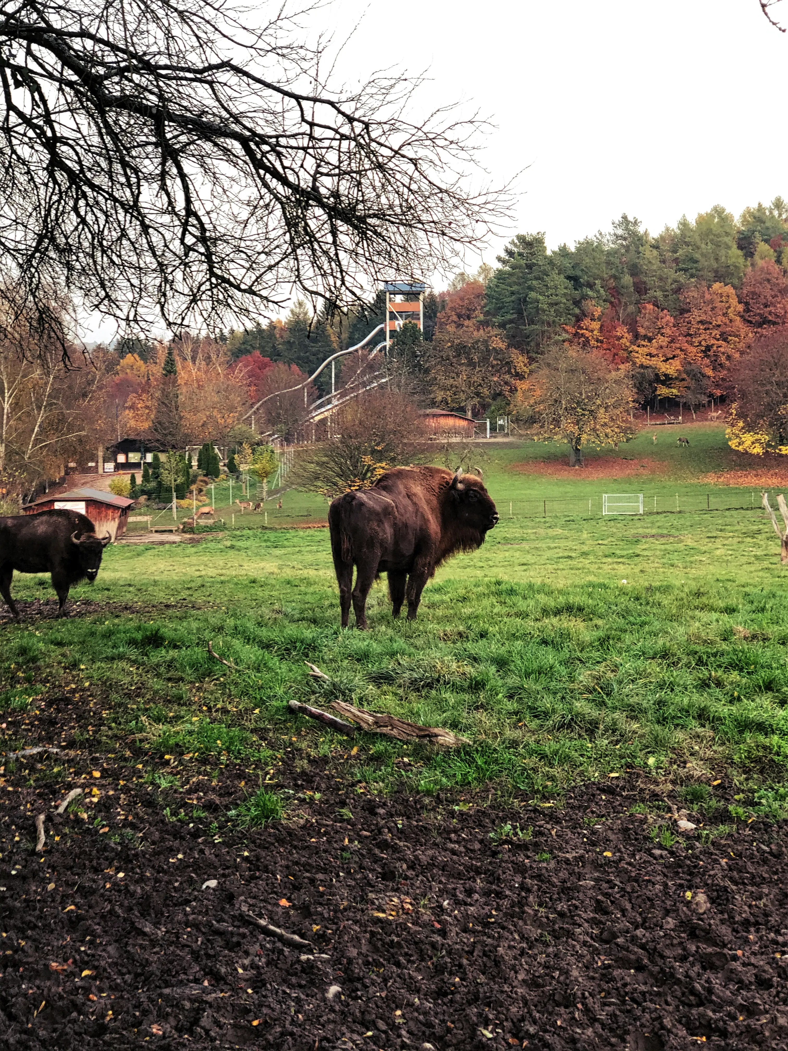 Die riesigen Wisents im Wildpark Markelfingen sind etwas scheuer, trauen sich aber auch manchmal in die Nähe des Zauns.