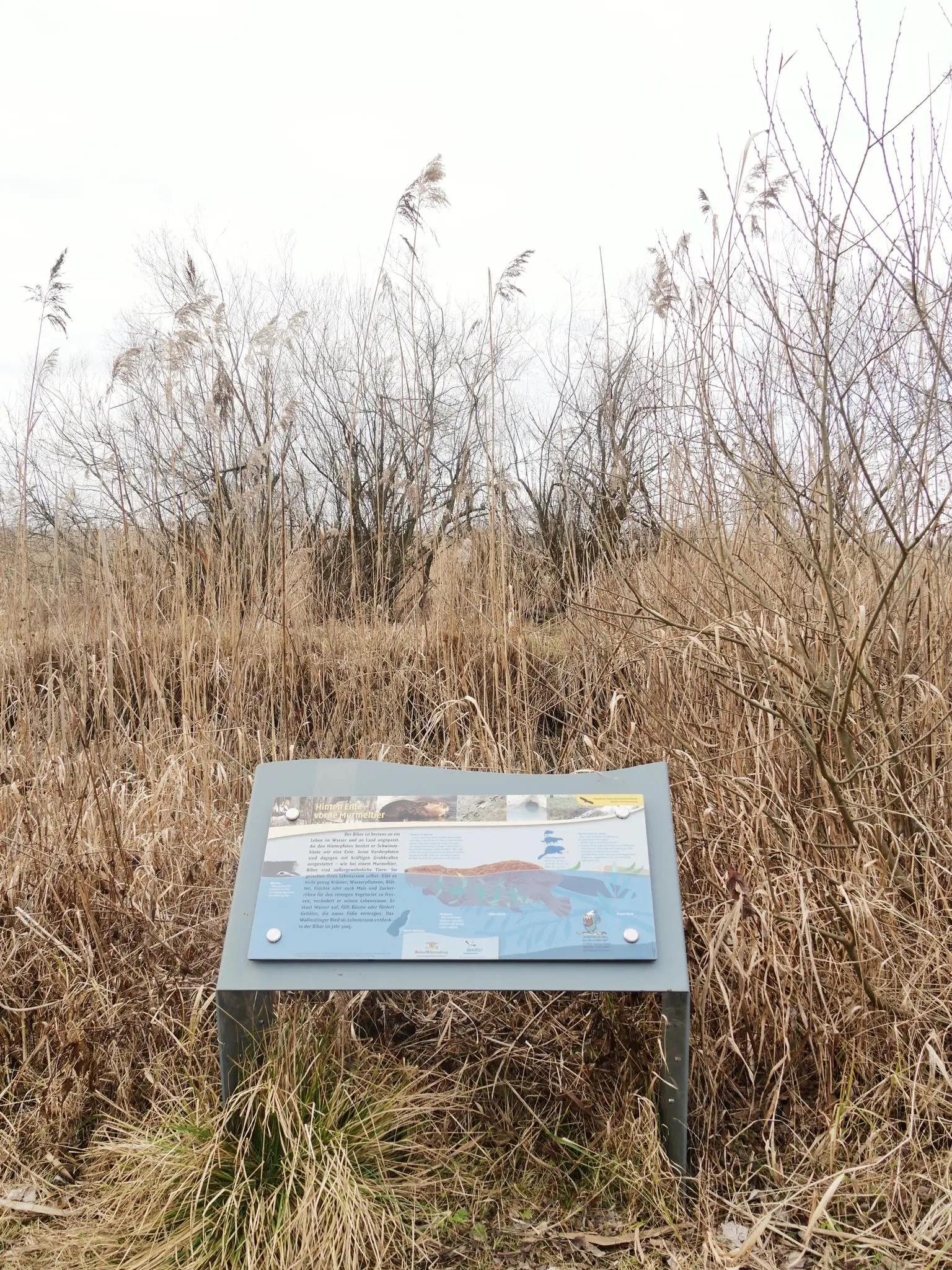 Naturschutz am Bodensee lernt man am besten bei einem Spaziergang durch das Wollmatinger Ried.
