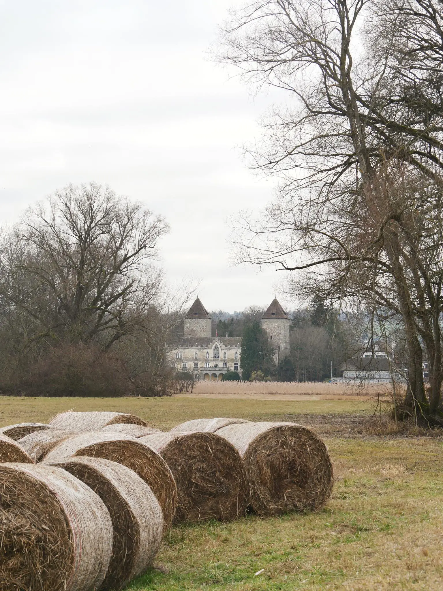 Die localsbodensee geben euch Urlaubstipp rund um den Bodensee und erkunden das Wollmatinger Ried.