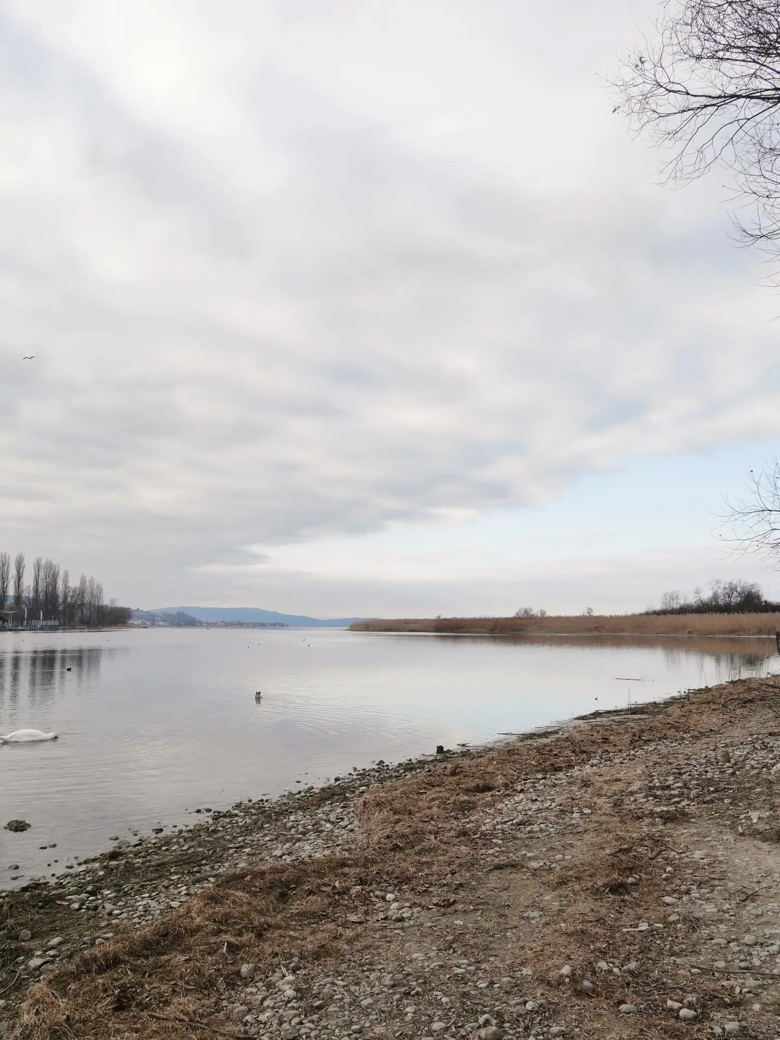 Der Uferbereich am Konstanzer Naturschutzgebiet liegt gegenüber der Schweiz und bietet einen Blick auf den Rhein und den Gnadensee.