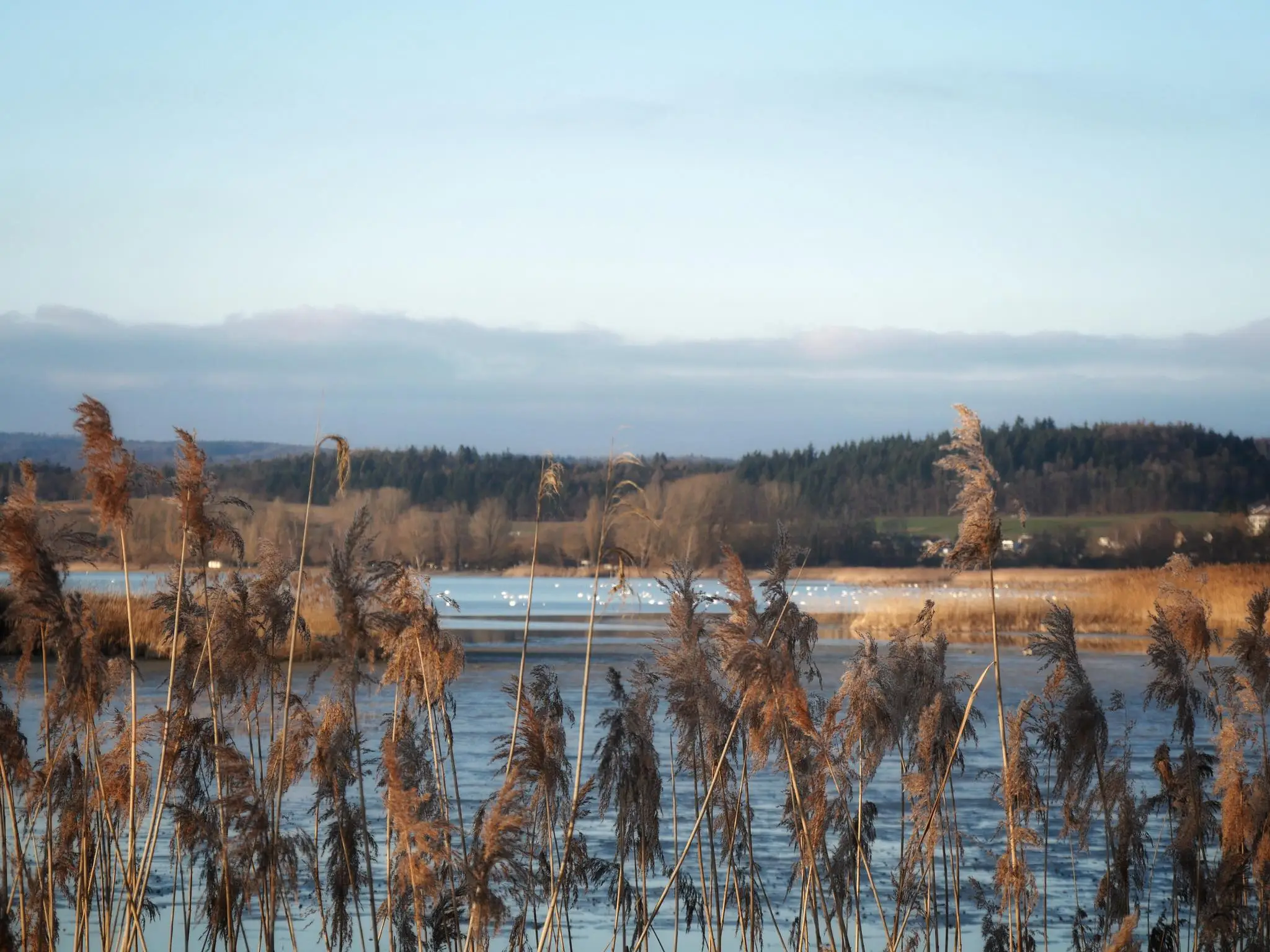 Das Naturschutzgebiet der Insel Reichenau in der Abenddämmerung.