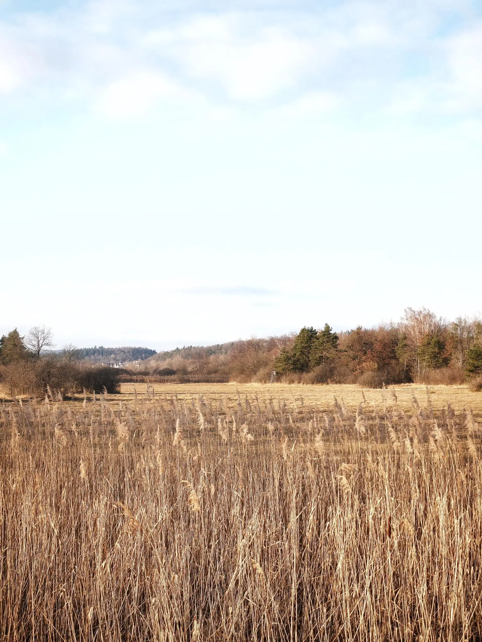 Die Schilflandschaft am Bodensee wird von dem Naturschutzbund erklärt.