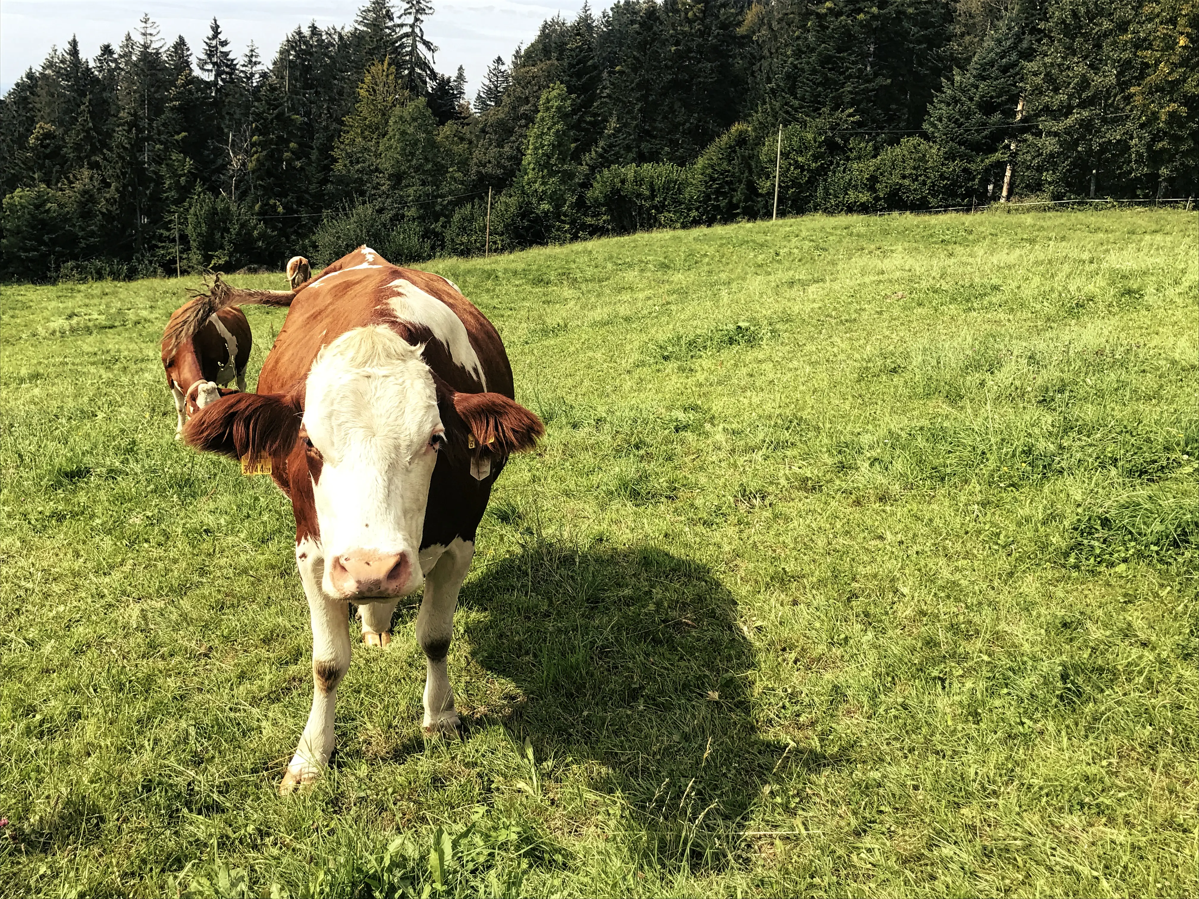 Sobald die localsbodensee das Waldstück durchquert haben, erblicken Sie wieder freie Flächen, Kühe und Bauernhöfe.