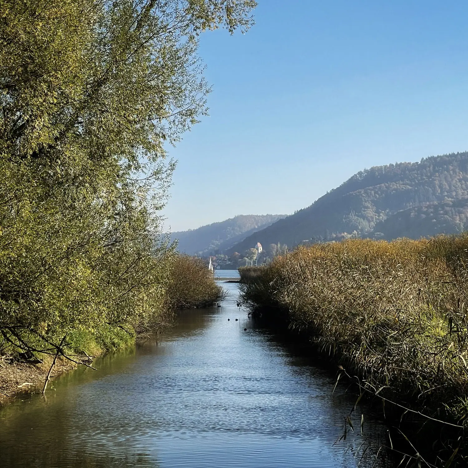 Spaziergang durch das Naturschutzgebiet an der Stockacher Aachmündung